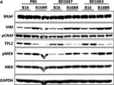 Monoclonal Anti-GAPDH−Peroxidase antibody produced in mouse clone GAPDH-71.1, purified immunoglobulin, buffered aqueous solution