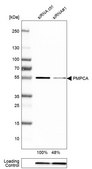 Anti-PMPCA antibody produced in rabbit Prestige Antibodies® Powered by Atlas Antibodies, affinity isolated antibody, buffered aqueous glycerol solution