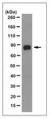 Anti-Twinkle Antibody, clone 13A10.1 clone 13A10.1, from mouse