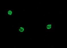 Anti-Mouse IgG (Fab specific)−FITC antibody produced in goat affinity isolated antibody, buffered aqueous solution