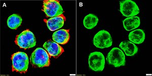 Anti-CCR4/CD194 Antibody, clone 1N13 ZooMAb® Rabbit Monoclonal recombinant, expressed in HEK 293 cells
