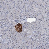 Anti-STXBP1 antibody produced in rabbit Prestige Antibodies® Powered by Atlas Antibodies, affinity isolated antibody, buffered aqueous glycerol solution