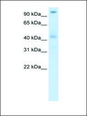 Anti-POGZ antibody produced in rabbit IgG fraction of antiserum