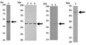 Anti-TSG101, clone 4A10 Antibody