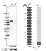 Anti-PVR antibody produced in rabbit Prestige Antibodies® Powered by Atlas Antibodies, affinity isolated antibody, buffered aqueous glycerol solution