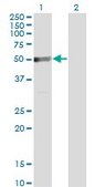Monoclonal Anti-TRIP6, (N-terminal) antibody produced in mouse clone 3D12, purified immunoglobulin, buffered aqueous solution