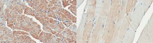 Anti-Desmin Antibody, clone 4C12.1 clone 4C12.1, from mouse