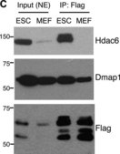 Anti-HDAC6 Antibody, CT Upstate®, from rabbit