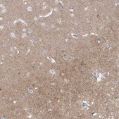 Anti-CNTNAP4 antibody produced in rabbit Prestige Antibodies® Powered by Atlas Antibodies, affinity isolated antibody, buffered aqueous glycerol solution