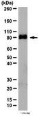 Anti-UVRAG Antibody from rabbit, purified by affinity chromatography