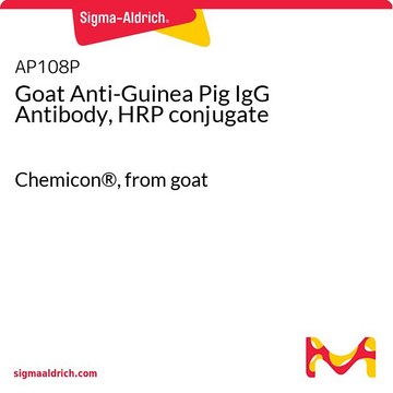 Goat Anti-Guinea Pig IgG Antibody, HRP conjugate Chemicon&#174;, from goat