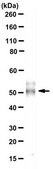 Anti-Vitamin D receptor Antibody, clone 9A7 clone 9A7, from rat
