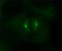 Anti-γ-Tubulin (AK-15) antibody produced in rabbit IgG fraction of antiserum, buffered aqueous solution
