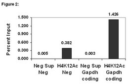 ChIPAb+ Acetyl-Histone H4 (Lys12) - ChIP Validated Antibody and Primer Set, rabbit monoclonal from rabbit