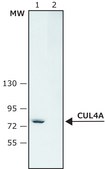 Anti-Cullin-4A antibody produced in rabbit ~1.5 mg/mL, affinity isolated antibody, buffered aqueous solution