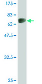 Monoclonal Anti-AGT antibody produced in mouse clone 3C10, purified immunoglobulin, buffered aqueous solution