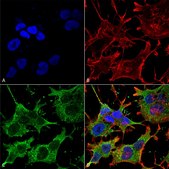 Monoclonal Anti-Gaba-B Receptor 1 - Percp antibody produced in mouse clone S93A-49, purified immunoglobulin