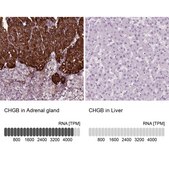 Anti-CHGB antibody produced in rabbit Prestige Antibodies® Powered by Atlas Antibodies, affinity isolated antibody, buffered aqueous glycerol solution