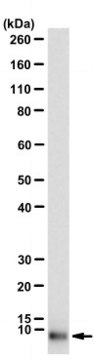 Anti-IGF-II Antibody, clone S1F2 clone S1F2, Upstate&#174;, from mouse