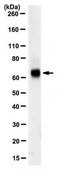 Anti-P2RX7 Antibody, clone 14H7.1 clone 14H7.1, from mouse