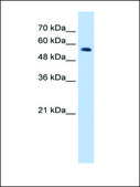 Anti-RNF8 antibody produced in rabbit IgG fraction of antiserum