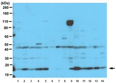 Anti-FUNDC1 Antibody serum, from rabbit