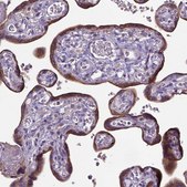 Anti-ADAM12 antibody produced in rabbit Prestige Antibodies® Powered by Atlas Antibodies, affinity isolated antibody, buffered aqueous glycerol solution