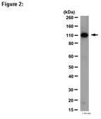 RIPAb+ PUM1 Antibody from rabbit, purified by affinity chromatography
