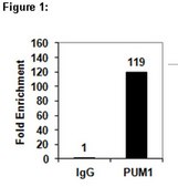 RIPAb+ PUM1 Antibody from rabbit, purified by affinity chromatography