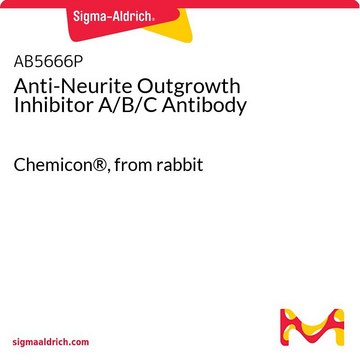 Anti-Neurite Outgrowth Inhibitor A/B/C Antibody Chemicon&#174;, from rabbit