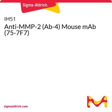 Anti-MMP-2 (Ab-4) Mouse mAb (75-7F7)