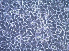 FLAG-SNAP-hTERT expressing HeLa Cell Line FLAG-SNAP-hTERT expressing HeLa Cell Line is a useful tool for studying telomerase biology and enables purification and visualization of endogenous telomerase reverse transcriptase (TERT).