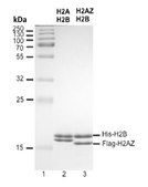 Human recombinant histone H2AZ-H2B dimers Human recombinant histone H2AZ-H2B dimers expressed in E Coli as fusion proteins with either an N-terminal FLAG® or 6xHis epitopes, &amp; purified by Fast Protein Liquid Chromatography (FPLC)&amp; verified by mass spectrometry.