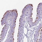 Anti-SLC23A1 antibody produced in rabbit Prestige Antibodies® Powered by Atlas Antibodies, affinity isolated antibody, buffered aqueous glycerol solution