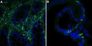 Anti-Vimentin Antibody, clone V9 clone V9, Chemicon®, from mouse