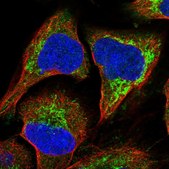 Anti-RASSF8 antibody produced in rabbit Prestige Antibodies® Powered by Atlas Antibodies, affinity isolated antibody, buffered aqueous glycerol solution