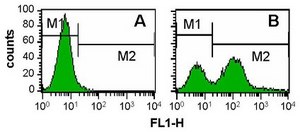Anti-Phosphatidylserine Antibody, clone 1H6, Alexa Fluor™ 488 clone 1H6, Upstate®, from mouse