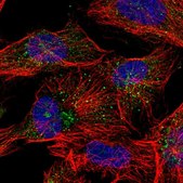Anti-ANKRD26 antibody produced in rabbit Prestige Antibodies® Powered by Atlas Antibodies, affinity isolated antibody, buffered aqueous glycerol solution