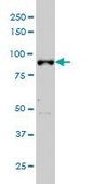 Monoclonal Anti-ARNT antibody produced in mouse clone 3D10, purified immunoglobulin, buffered aqueous solution
