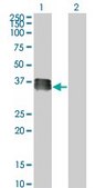 Monoclonal Anti-SIX2 antibody produced in mouse clone 3D7, purified immunoglobulin, buffered aqueous solution
