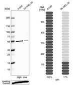 Anti-GPI antibody produced in rabbit Prestige Antibodies® Powered by Atlas Antibodies, affinity isolated antibody, buffered aqueous glycerol solution