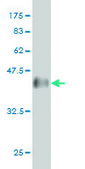 Monoclonal Anti-DNAJB2 antibody produced in mouse clone 2C9, purified immunoglobulin, buffered aqueous solution