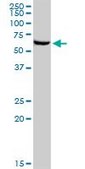 Anti-TAF1B antibody produced in mouse IgG fraction of antiserum, buffered aqueous solution