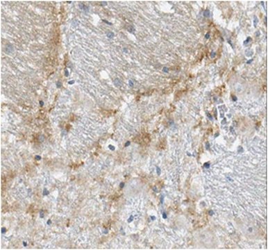 Anti-ADAMTS5 Antibody, clone 3A2.1 clone 3A2.1, from mouse