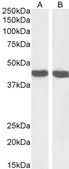 Anti-Smooth Muscle α-Actin antibody produced in goat affinity isolated antibody, buffered aqueous solution