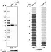 Anti-XPNPEP3 antibody produced in rabbit Prestige Antibodies® Powered by Atlas Antibodies, affinity isolated antibody, buffered aqueous glycerol solution