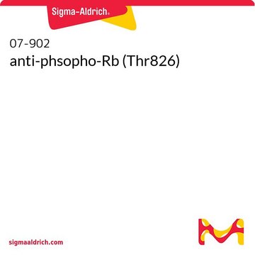 anti-phsopho-Rb (Thr826)