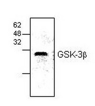 Anti-GSK-3&#946; Rabbit pAb liquid, Calbiochem&#174;
