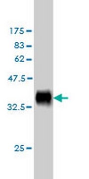 Anti-DLL1 Mouse mAb (4F8) liquid, clone 4F8, Calbiochem&#174;