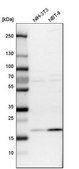 Anti-TMEM199 antibody produced in rabbit affinity isolated antibody, buffered aqueous glycerol solution